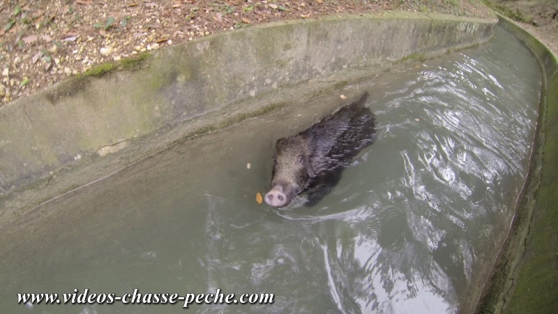 sanglier sauv des eaux